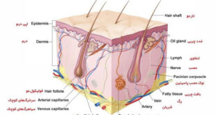 ساختار پوست بدن