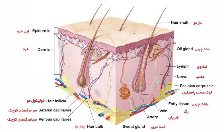ساختار پوست بدن